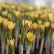 Krokus, šafrán zlatý 'Gipsy Girl' - Crocus chrysanthus 'Gipsy Girl'