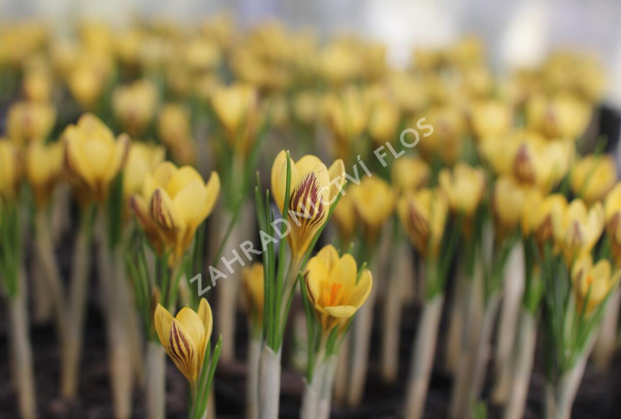 Krokus, šafrán zlatý 'Gipsy Girl' - Crocus chrysanthus 'Gipsy Girl'