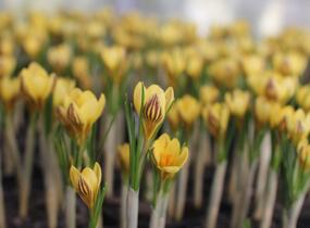 Krokus, šafrán zlatý 'Gipsy Girl' - Crocus chrysanthus 'Gipsy Girl'