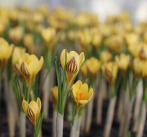 Krokus, šafrán zlatý 'Gipsy Girl' - Crocus chrysanthus 'Gipsy Girl'