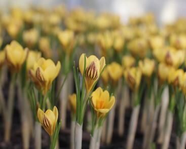 Krokus, šafrán zlatý 'Gipsy Girl'