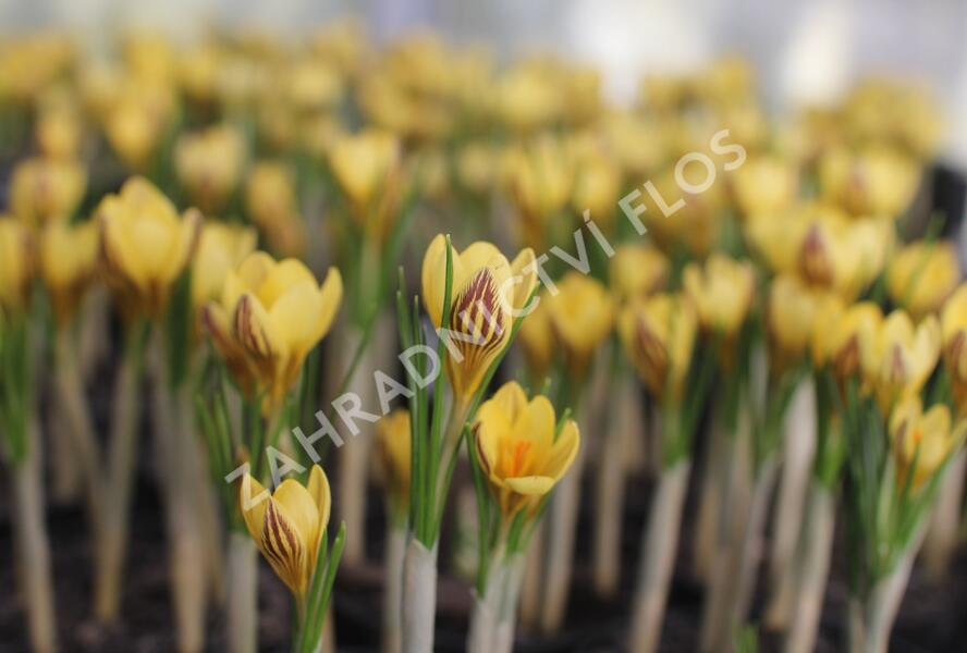 Krokus, šafrán zlatý 'Gipsy Girl' - Crocus chrysanthus 'Gipsy Girl'
