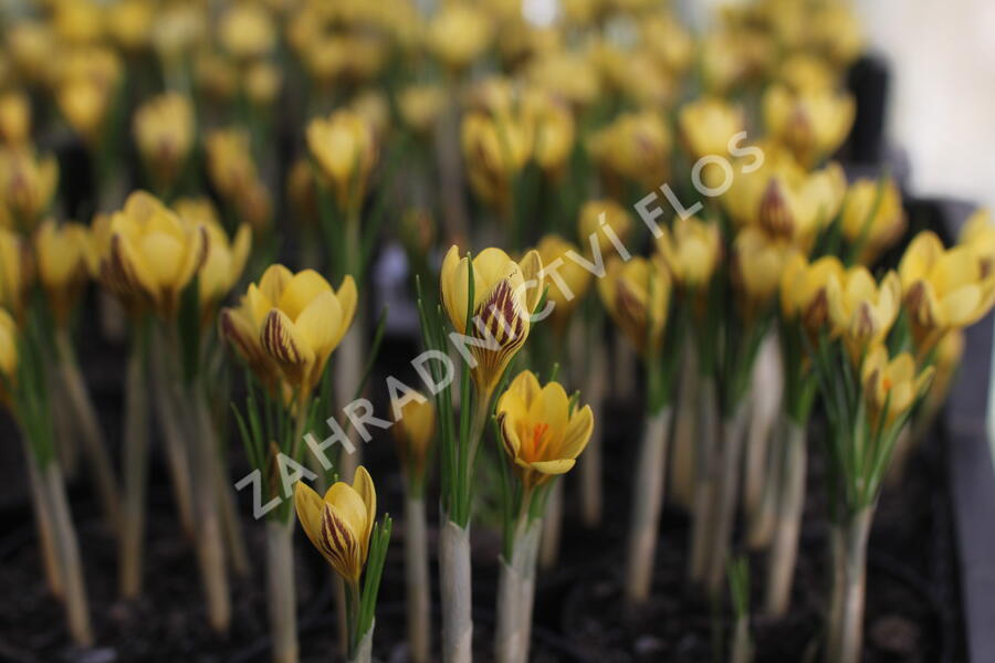 Krokus, šafrán zlatý 'Gipsy Girl' - Crocus chrysanthus 'Gipsy Girl'