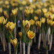Krokus, šafrán zlatý 'Gipsy Girl' - Crocus chrysanthus 'Gipsy Girl'
