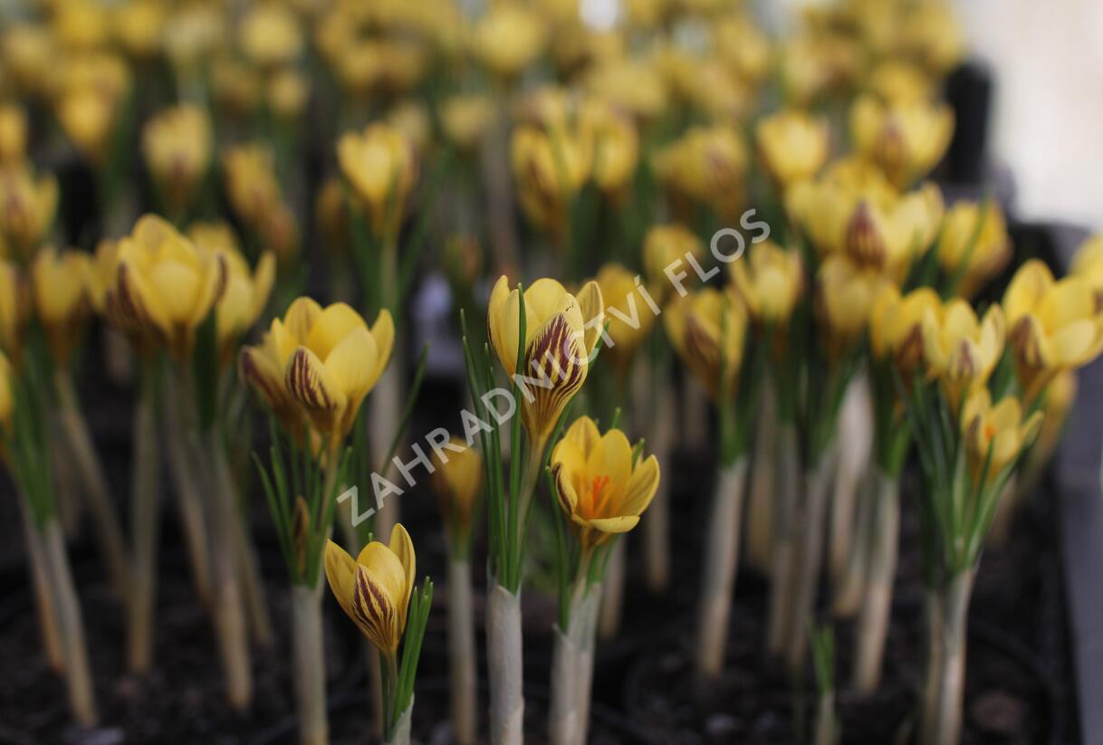 Krokus, šafrán zlatý 'Gipsy Girl' - Crocus chrysanthus 'Gipsy Girl'