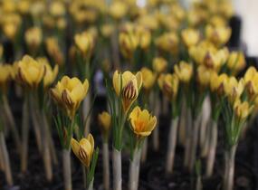 Krokus, šafrán zlatý 'Gipsy Girl' - Crocus chrysanthus 'Gipsy Girl'