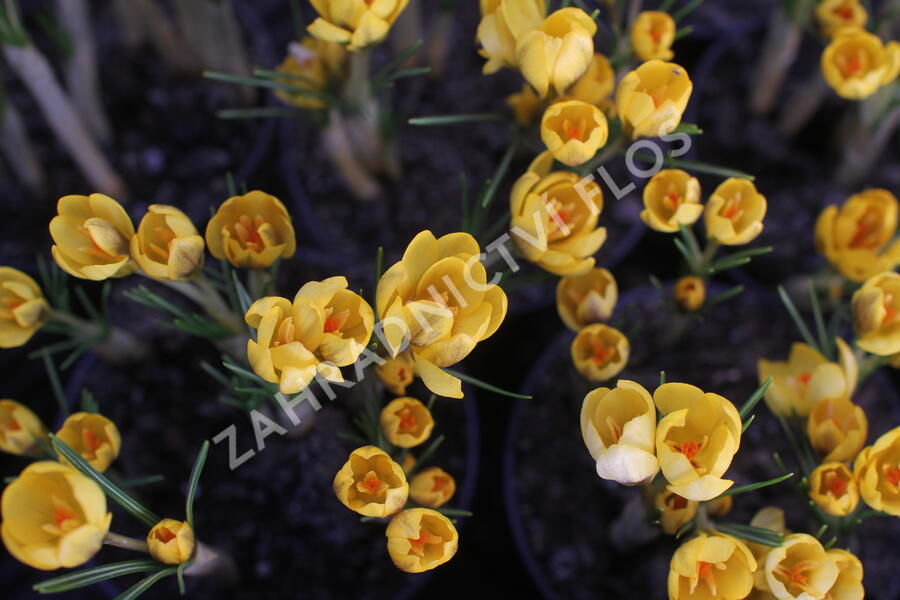 Krokus, šafrán zlatý 'Goldilocks' - Crocus chrysanthus 'Goldilocks'