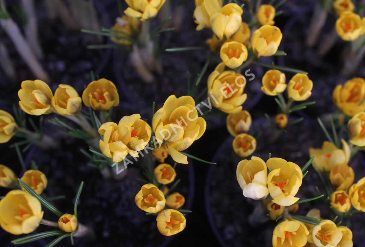 Krokus, šafrán zlatý 'Goldilocks' - Crocus chrysanthus 'Goldilocks'