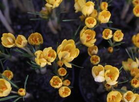 Krokus, šafrán zlatý 'Goldilocks' - Crocus chrysanthus 'Goldilocks'