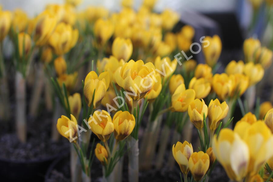 Krokus, šafrán zlatý 'Goldilocks' - Crocus chrysanthus 'Goldilocks'