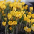 Krokus, šafrán zlatý 'Goldilocks' - Crocus chrysanthus 'Goldilocks'