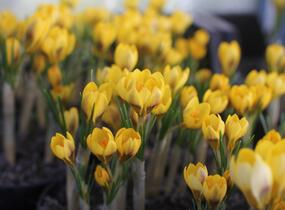 Krokus, šafrán zlatý 'Goldilocks' - Crocus chrysanthus 'Goldilocks'