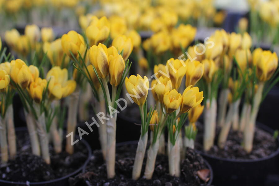 Krokus, šafrán zlatý 'Goldilocks' - Crocus chrysanthus 'Goldilocks'