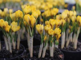 Krokus, šafrán zlatý 'Goldilocks' - Crocus chrysanthus 'Goldilocks'