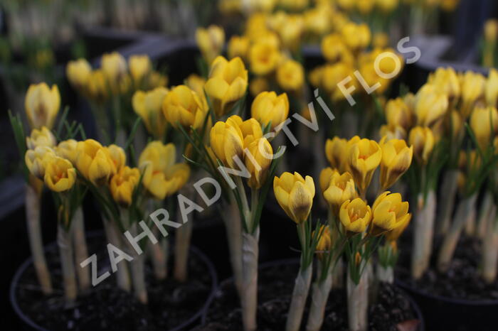 Krokus, šafrán zlatý 'Goldilocks' - Crocus chrysanthus 'Goldilocks'