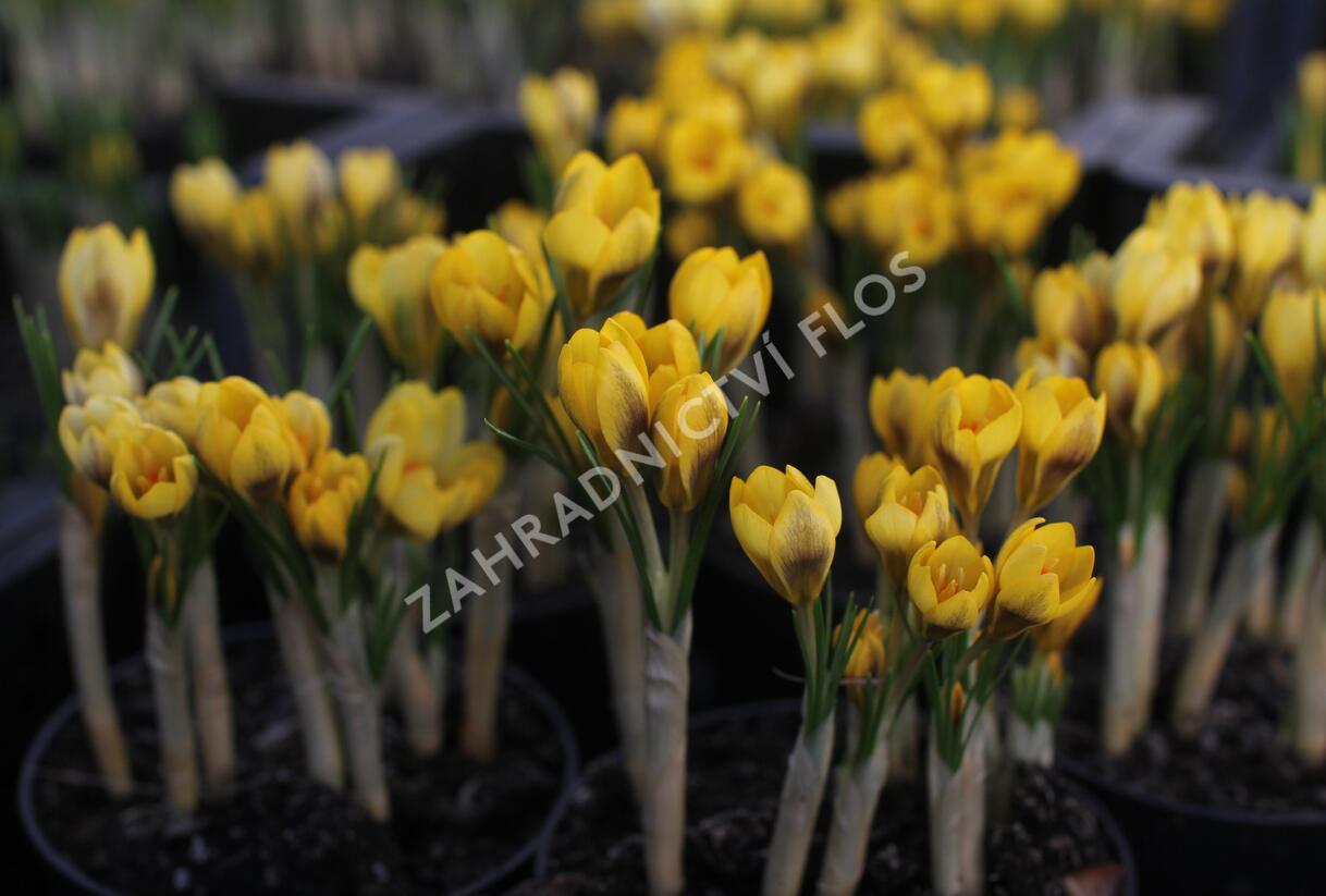 Krokus, šafrán zlatý 'Goldilocks' - Crocus chrysanthus 'Goldilocks'