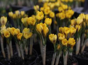 Krokus, šafrán zlatý 'Goldilocks' - Crocus chrysanthus 'Goldilocks'
