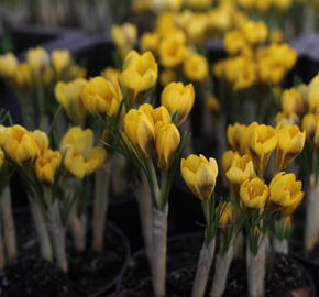 Krokus, šafrán zlatý 'Goldilocks'