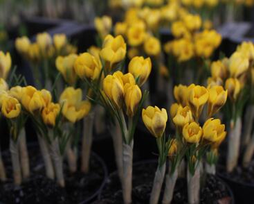 Krokus, šafrán zlatý 'Goldilocks'