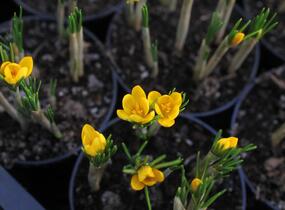 Krokus, šafrán zlatý 'Dorothy' - Crocus chrysanthus 'Dorothy'