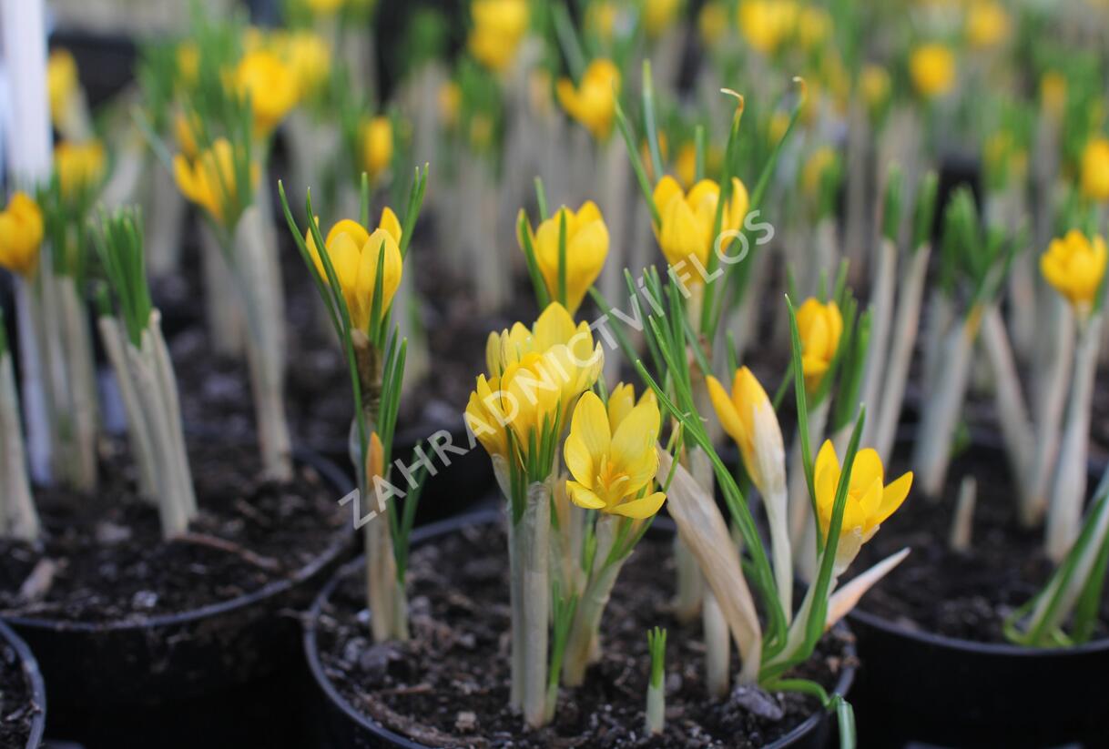 Krokus, šafrán zlatý 'Dorothy' - Crocus chrysanthus 'Dorothy'