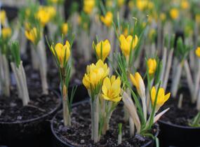 Krokus, šafrán zlatý 'Dorothy' - Crocus chrysanthus 'Dorothy'