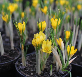 Krokus, šafrán zlatý 'Dorothy' - Crocus chrysanthus 'Dorothy'