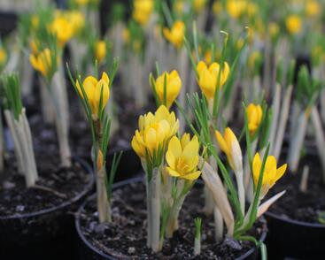 Krokus, šafrán zlatý 'Dorothy'