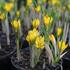 Crocus chrysanthus 'Dorothy'.JPG