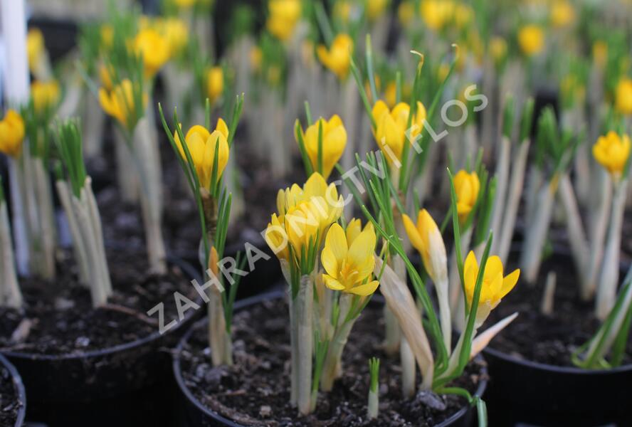 Krokus, šafrán zlatý 'Dorothy' - Crocus chrysanthus 'Dorothy'
