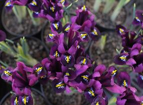 Kosatec síťkovaný 'Purple Hill' - Iris reticulata 'Purple Hill'