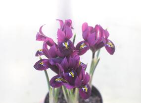 Kosatec síťkovaný 'Purple Hill' - Iris reticulata 'Purple Hill'