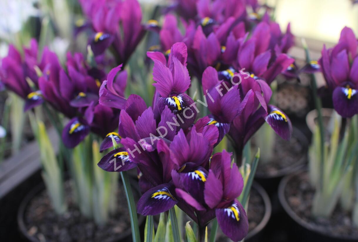 Kosatec síťkovaný 'Purple Hill' - Iris reticulata 'Purple Hill'