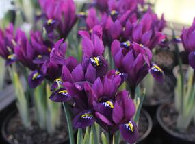 Kosatec síťkovaný 'Purple Hill' - Iris reticulata 'Purple Hill'