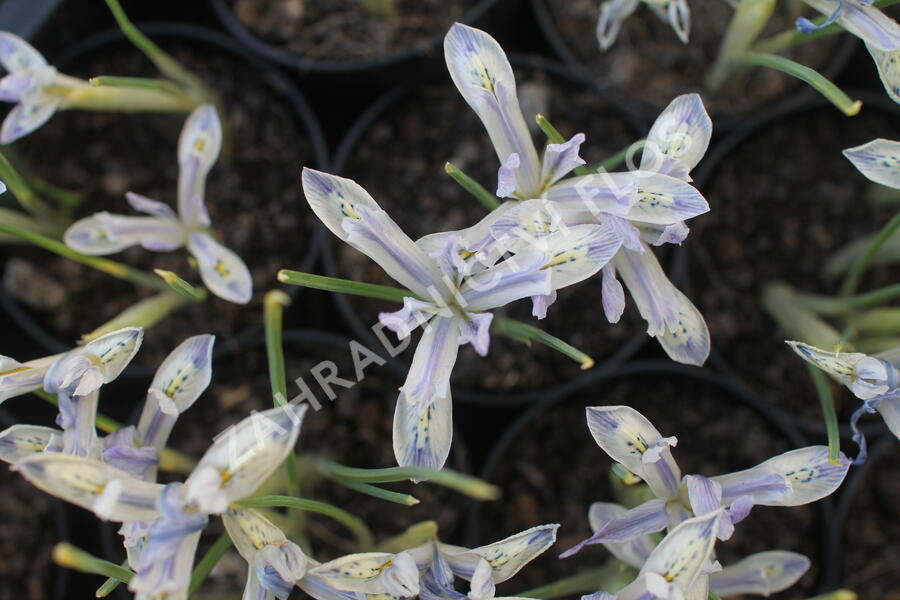 Kosatec síťkovaný 'Painted Lady' - Iris reticulata 'Painted Lady'