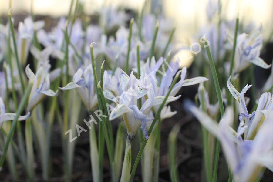 Kosatec síťkovaný 'Painted Lady' - Iris reticulata 'Painted Lady'