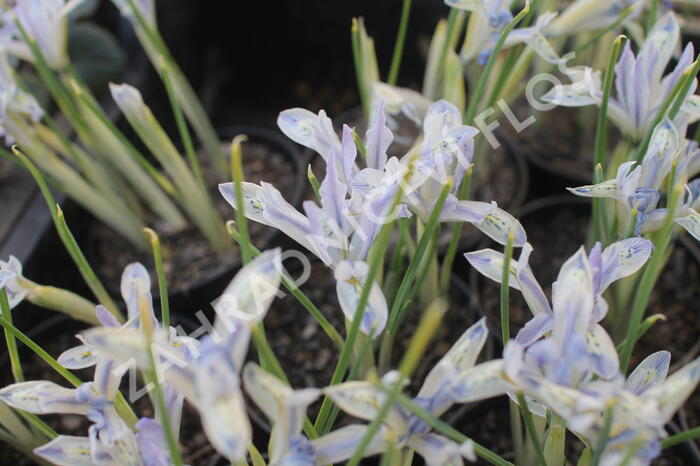 Kosatec síťkovaný 'Painted Lady' - Iris reticulata 'Painted Lady'