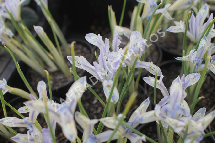 Kosatec síťkovaný 'Painted Lady' - Iris reticulata 'Painted Lady'