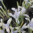 Kosatec síťkovaný 'Painted Lady' - Iris reticulata 'Painted Lady'