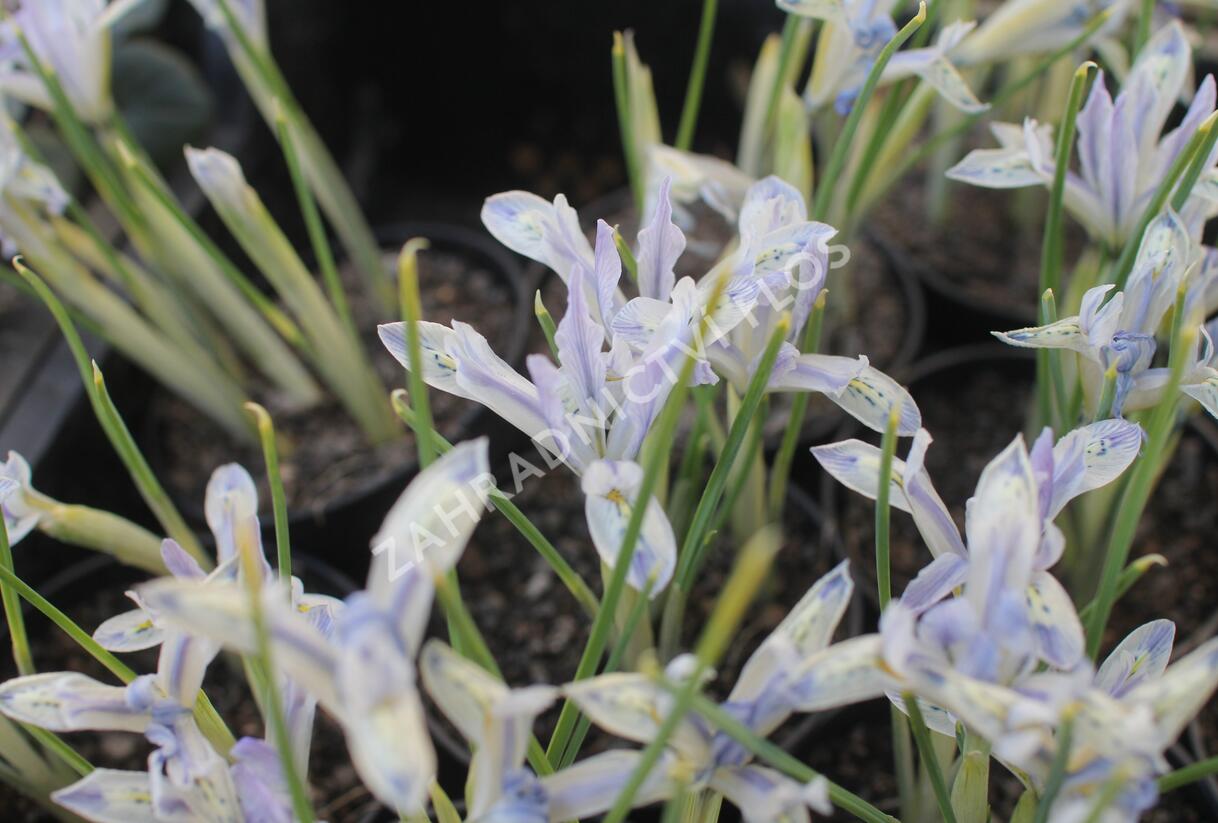 Kosatec síťkovaný 'Painted Lady' - Iris reticulata 'Painted Lady'