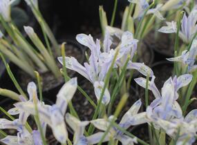 Kosatec síťkovaný 'Painted Lady' - Iris reticulata 'Painted Lady'