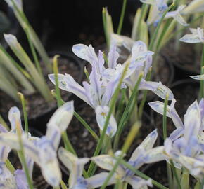 Kosatec síťkovaný 'Painted Lady'