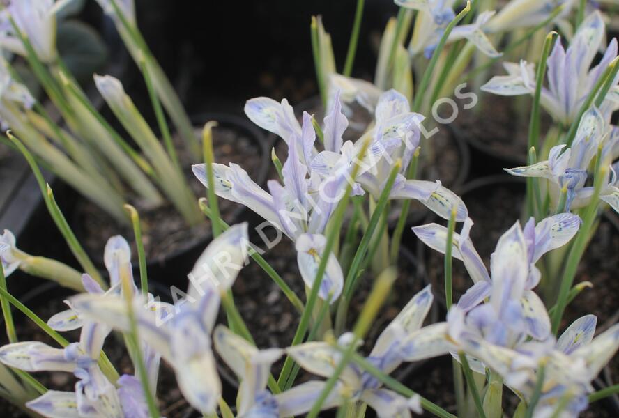 Kosatec síťkovaný 'Painted Lady' - Iris reticulata 'Painted Lady'