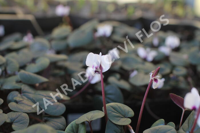 Brambořík 'Cyberia White' - Cyclamen coum 'Cyberia White'