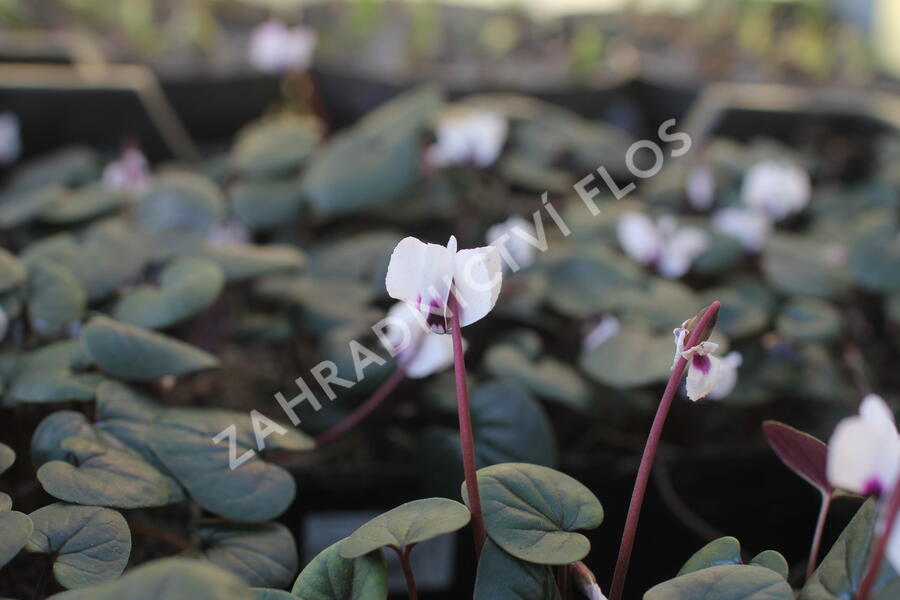 Brambořík 'Cyberia White' - Cyclamen coum 'Cyberia White'