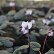 Brambořík 'Cyberia White' - Cyclamen coum 'Cyberia White'