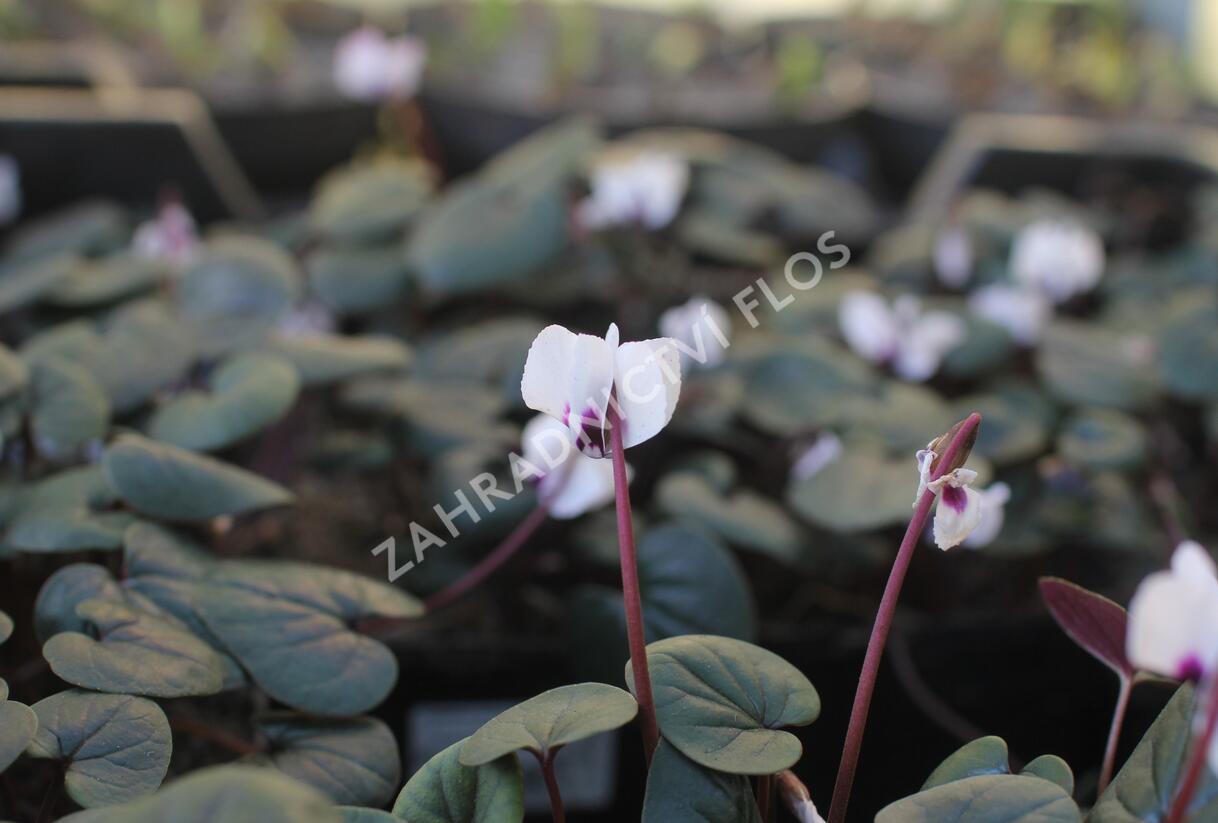 Brambořík 'Cyberia White' - Cyclamen coum 'Cyberia White'