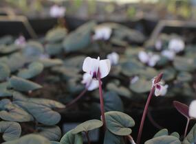 Brambořík 'Cyberia White' - Cyclamen coum 'Cyberia White'