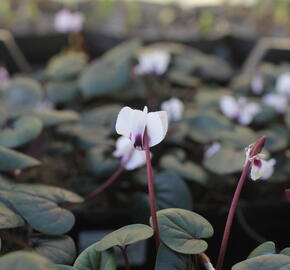Brambořík 'Cyberia White'