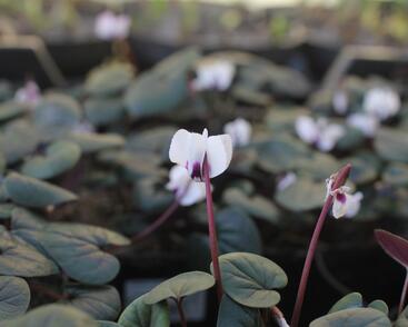 Brambořík 'Cyberia White'